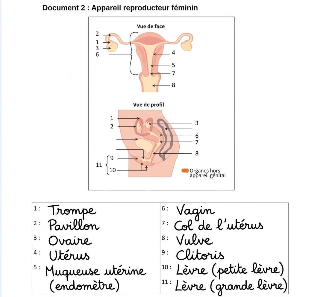 Appareil reproducteur féminin