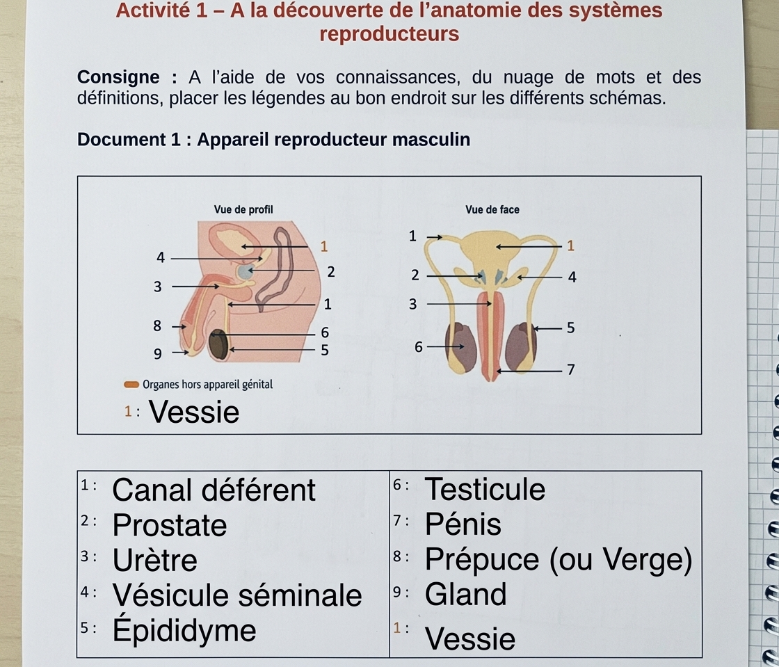 Appareil reproducteur masculin